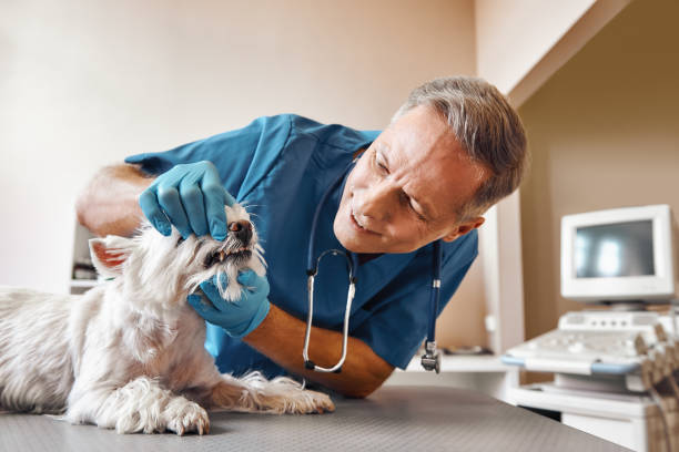 Best Tooth Infection Emergency Dentist  in Man, WV